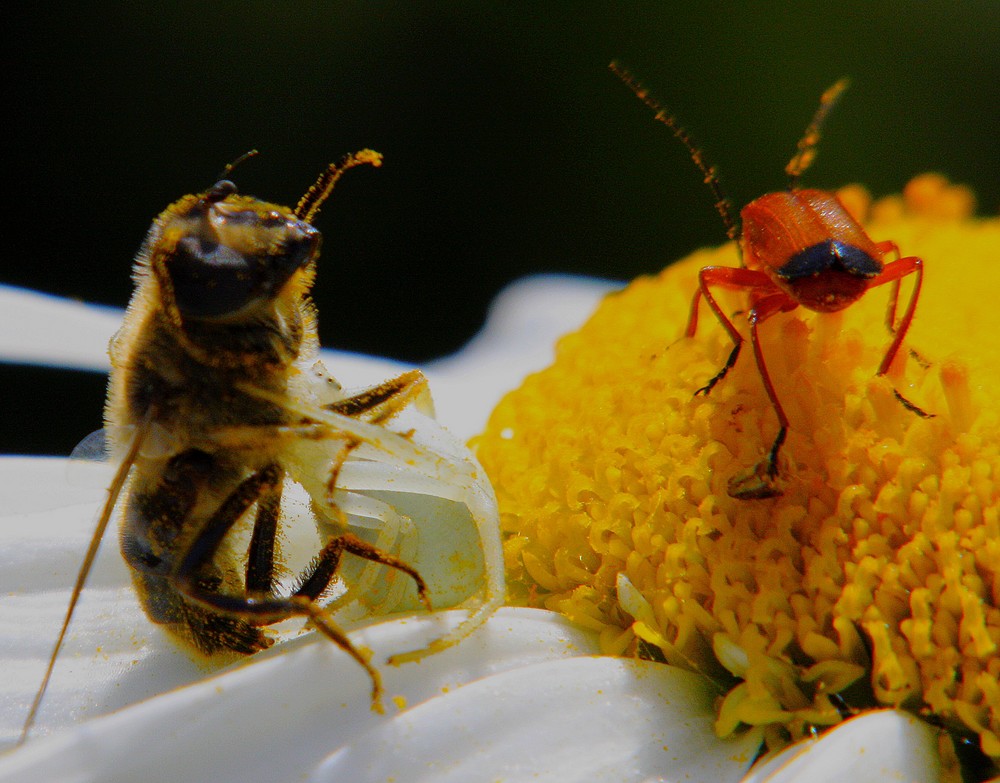 " L'abeille a perdu "