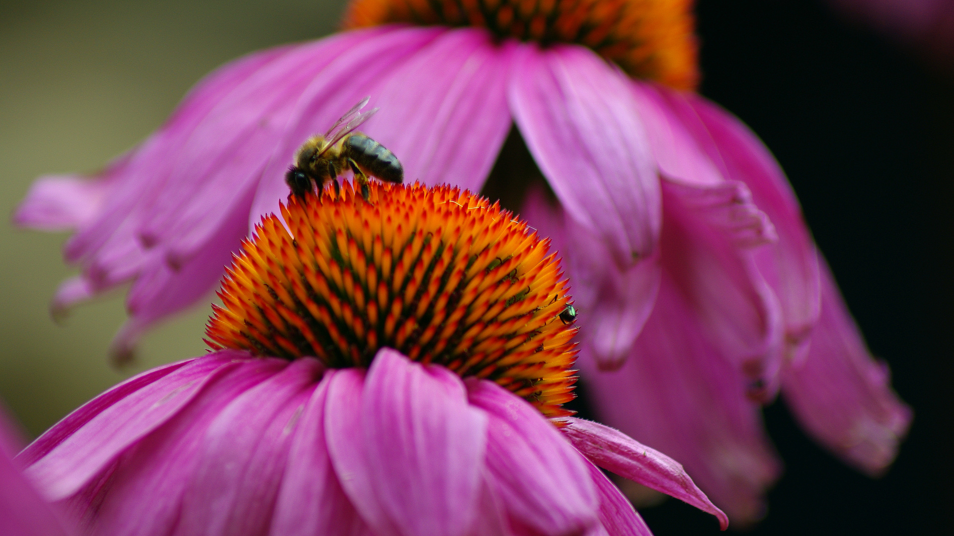 L'abeille ardechoise 2