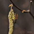 L'abeille au bouleau