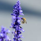 L'abeille au boulot