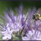 L'abeille au travail