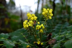 l'abeille au travail 