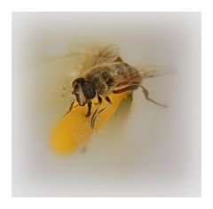 l'abeille