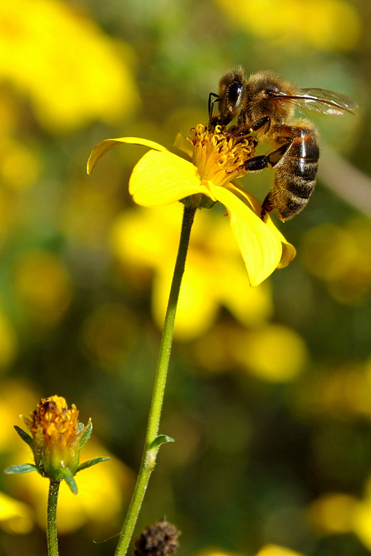 L'abeille butine...