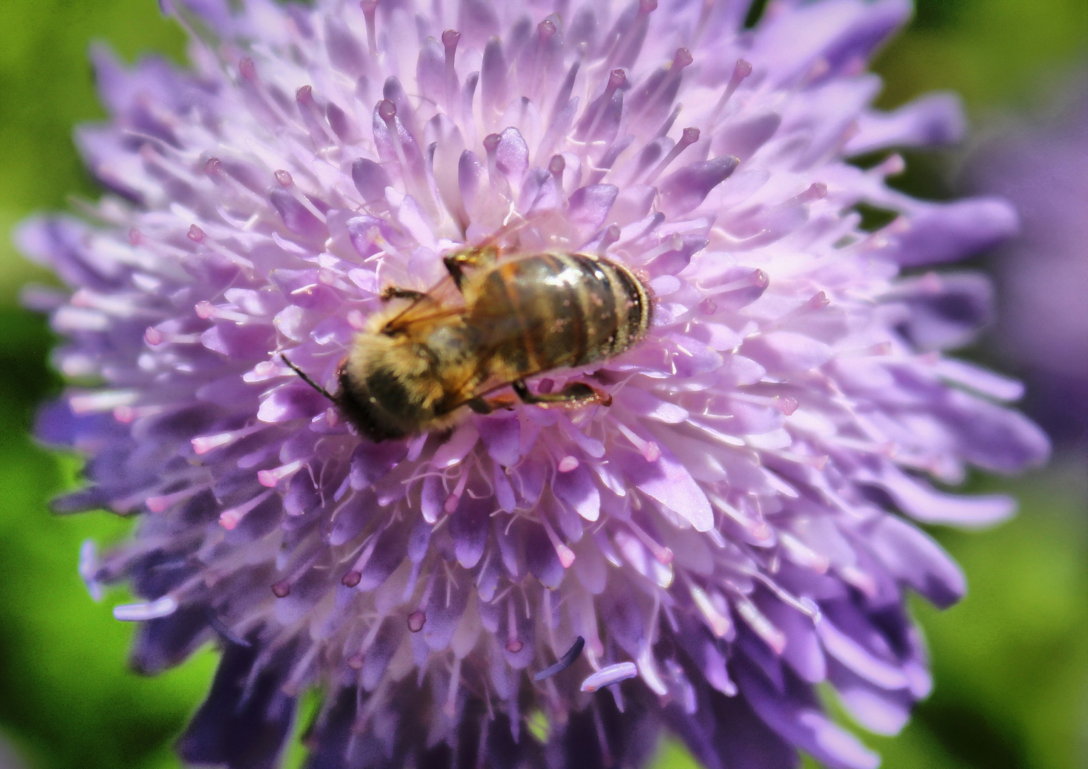 l'abeille butineuse