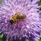 l'abeille butineuse