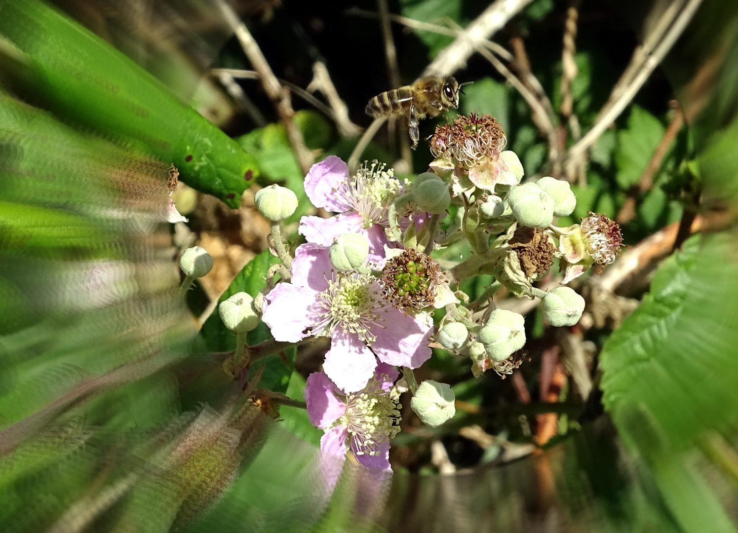 L'abeille butineuse