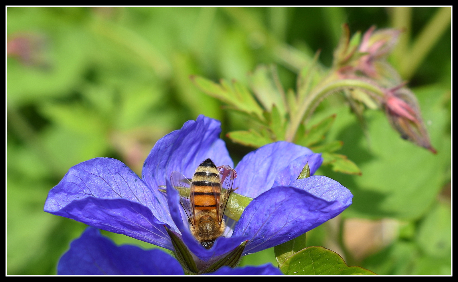 l'abeille