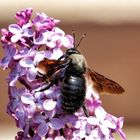 l'abeille charpentière !!!