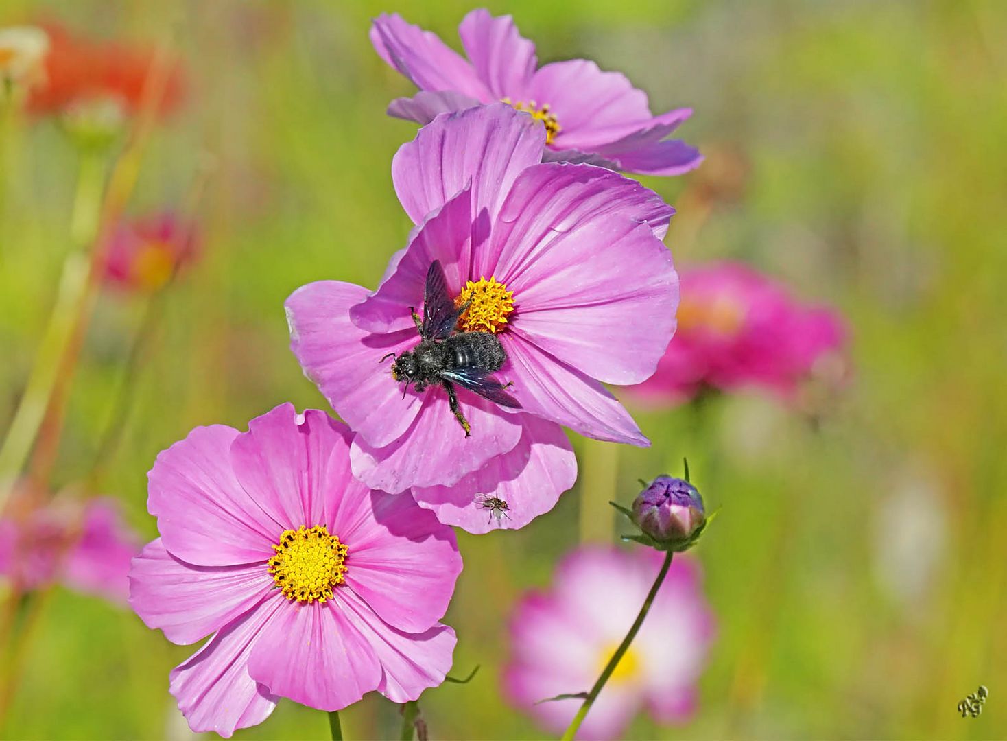 L'abeille charpentière et la mouche .....