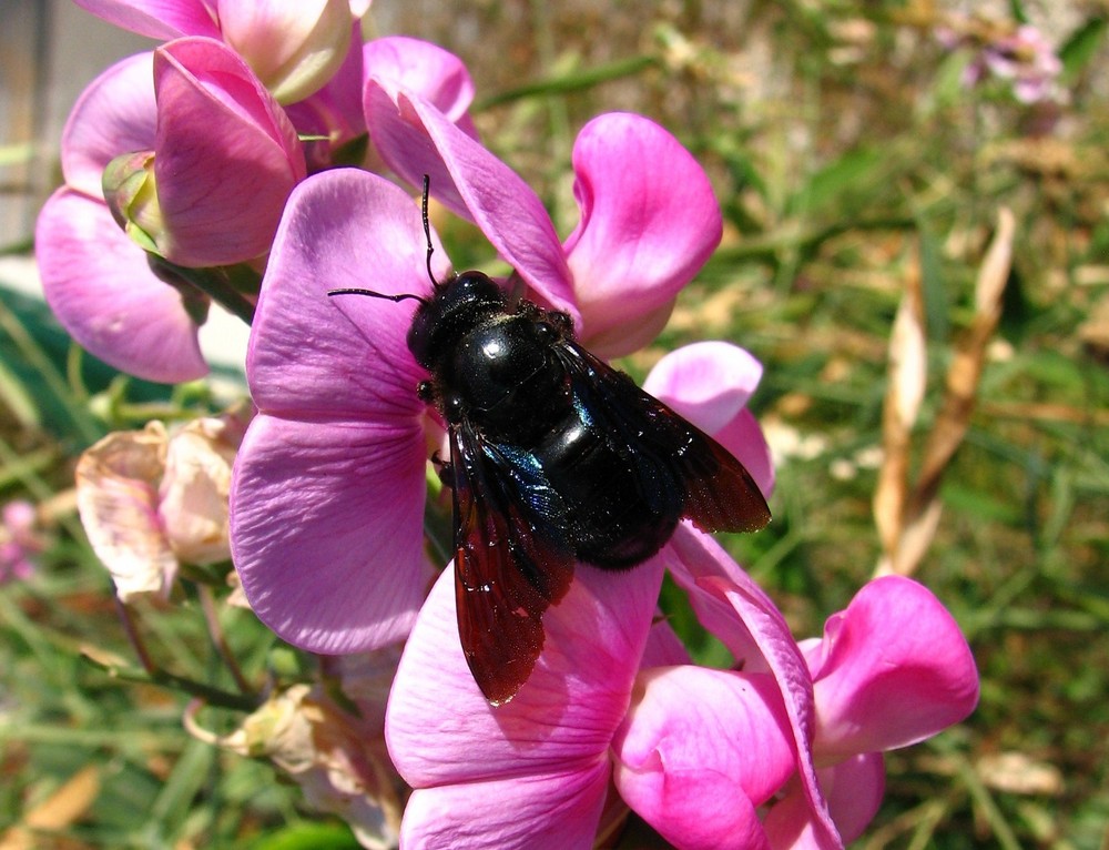 l'abeille charpentière et le pois de senteur...