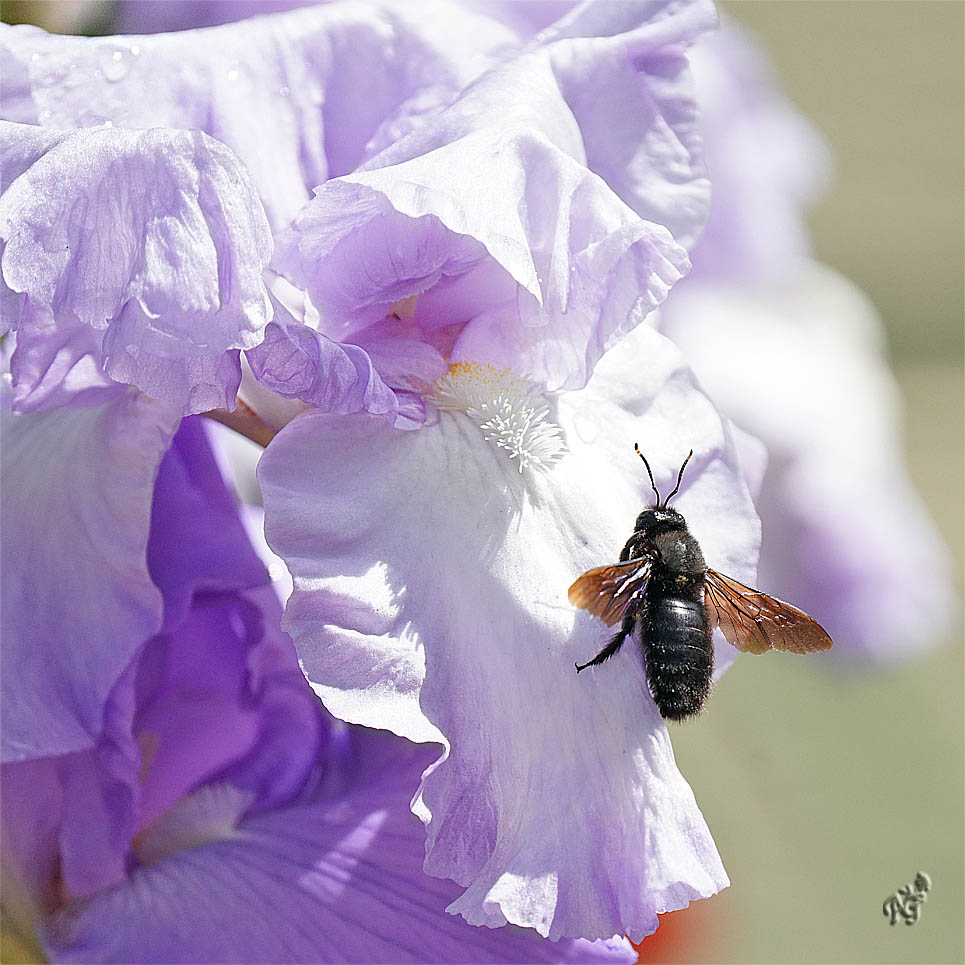 L'abeille charpentière sur l'iris