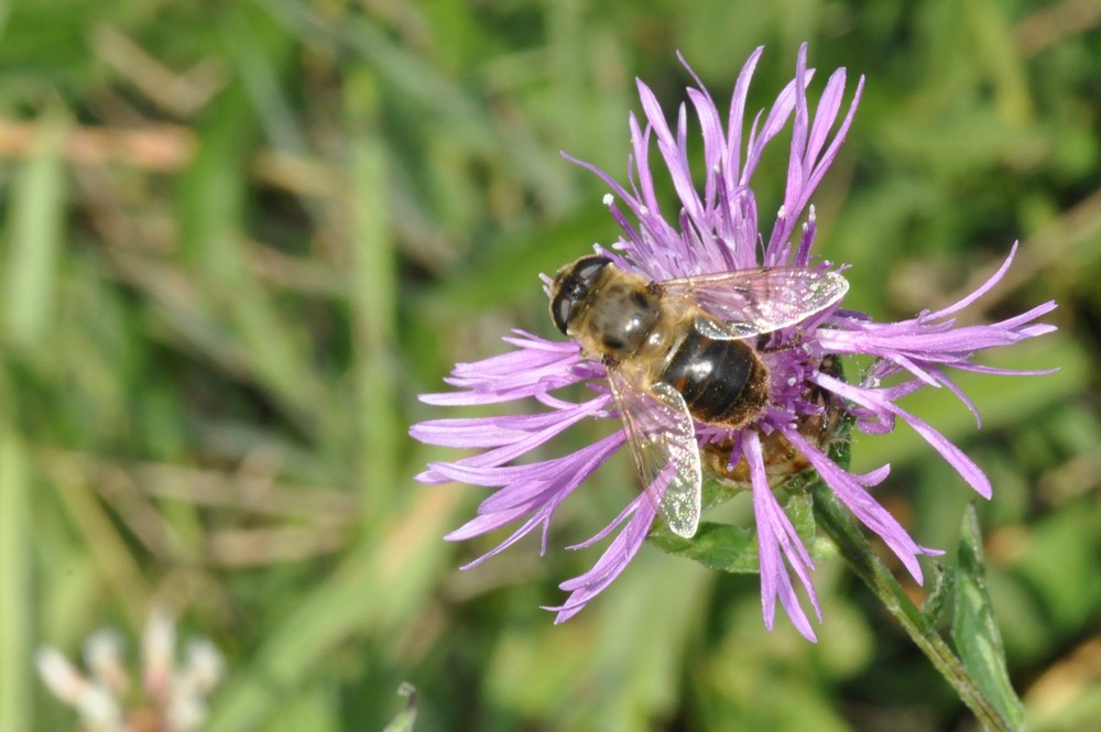 l'abeille coule sur une fleur