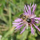 l'abeille coule sur une fleur