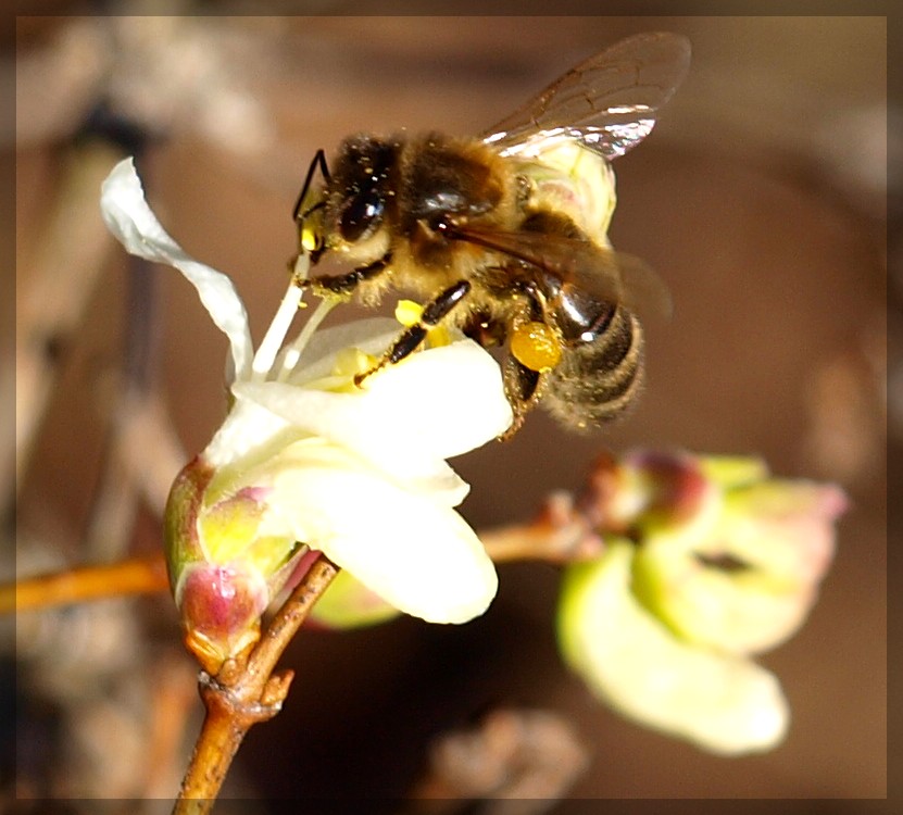 l'abeille