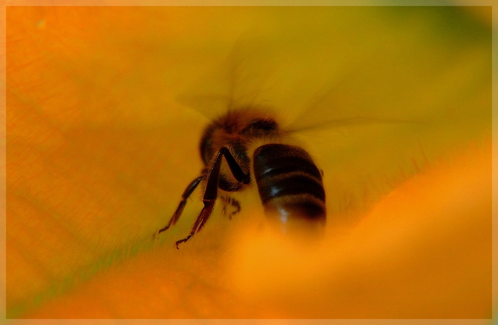 L’Abeille en immersion