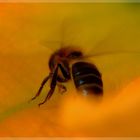 L’Abeille en immersion