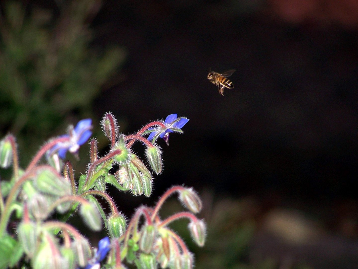 L'abeille et la bourrache