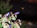 L'abeille et la bourrache de fittou 