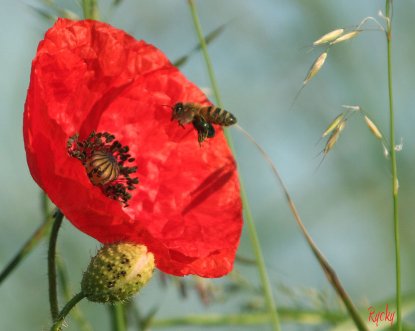 L'abeille et la fleur...