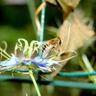 L'abeille et la Fleur