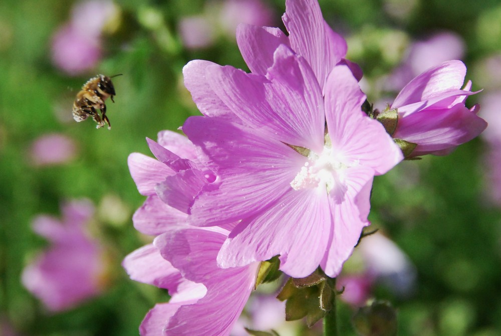 L'abeille et la lavatère - 1