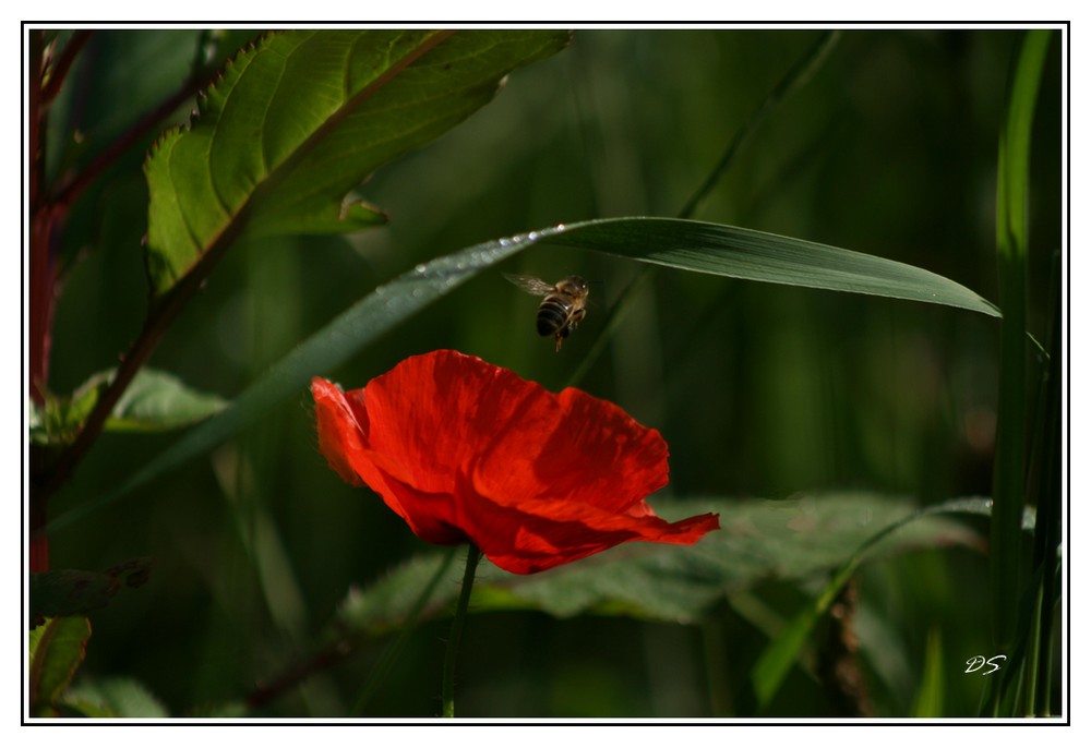 l'abeille et le coquelicot