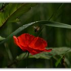 l'abeille et le coquelicot