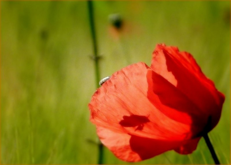 *l'abeille et le coquelicot*