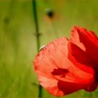 *l'abeille et le coquelicot*