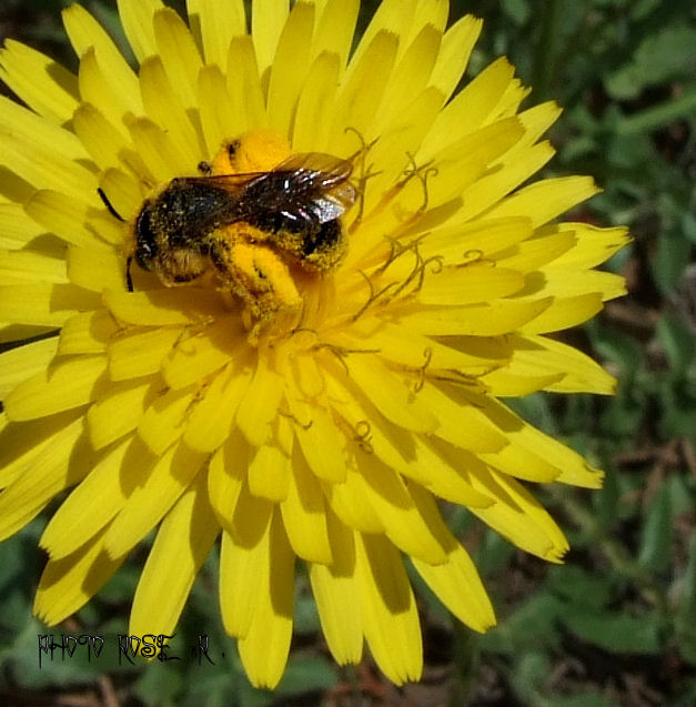 L'abeille et le pollen