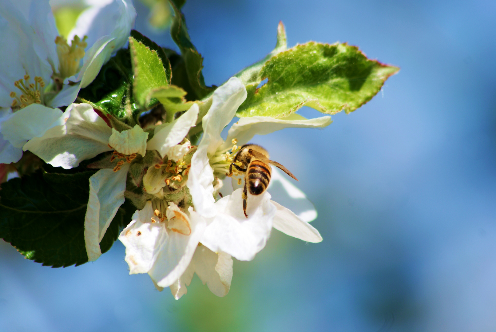 L'abeille et le pommier