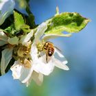 L'abeille et le pommier