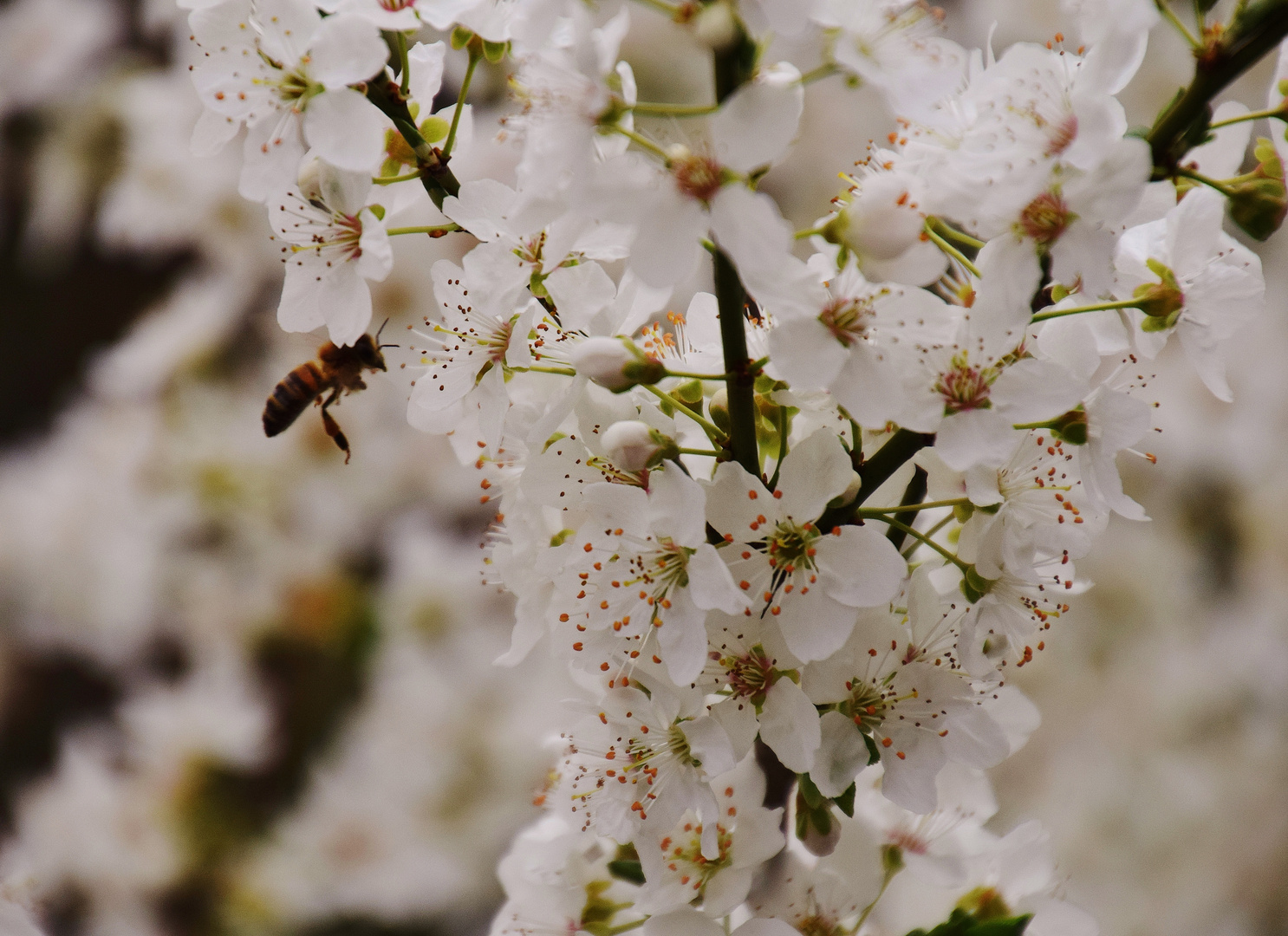 L'abeille et le printemps......