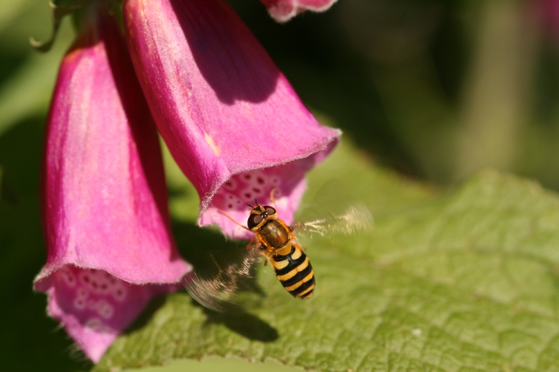 L'abeille et le tunnel rose