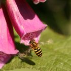 L'abeille et le tunnel rose