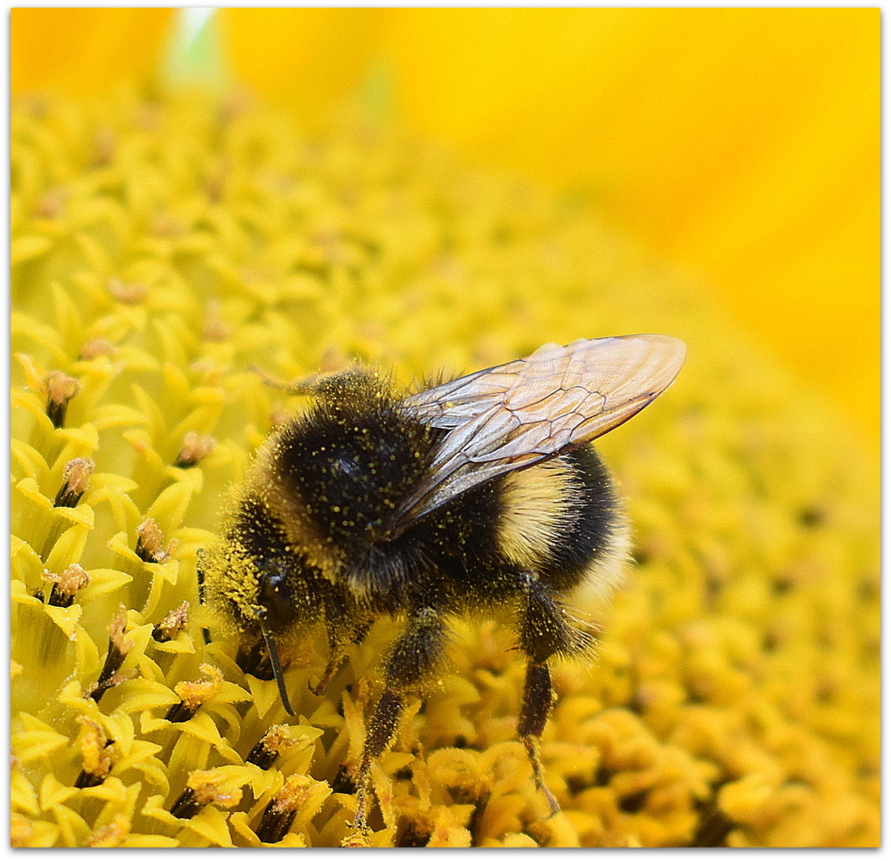 l'abeille