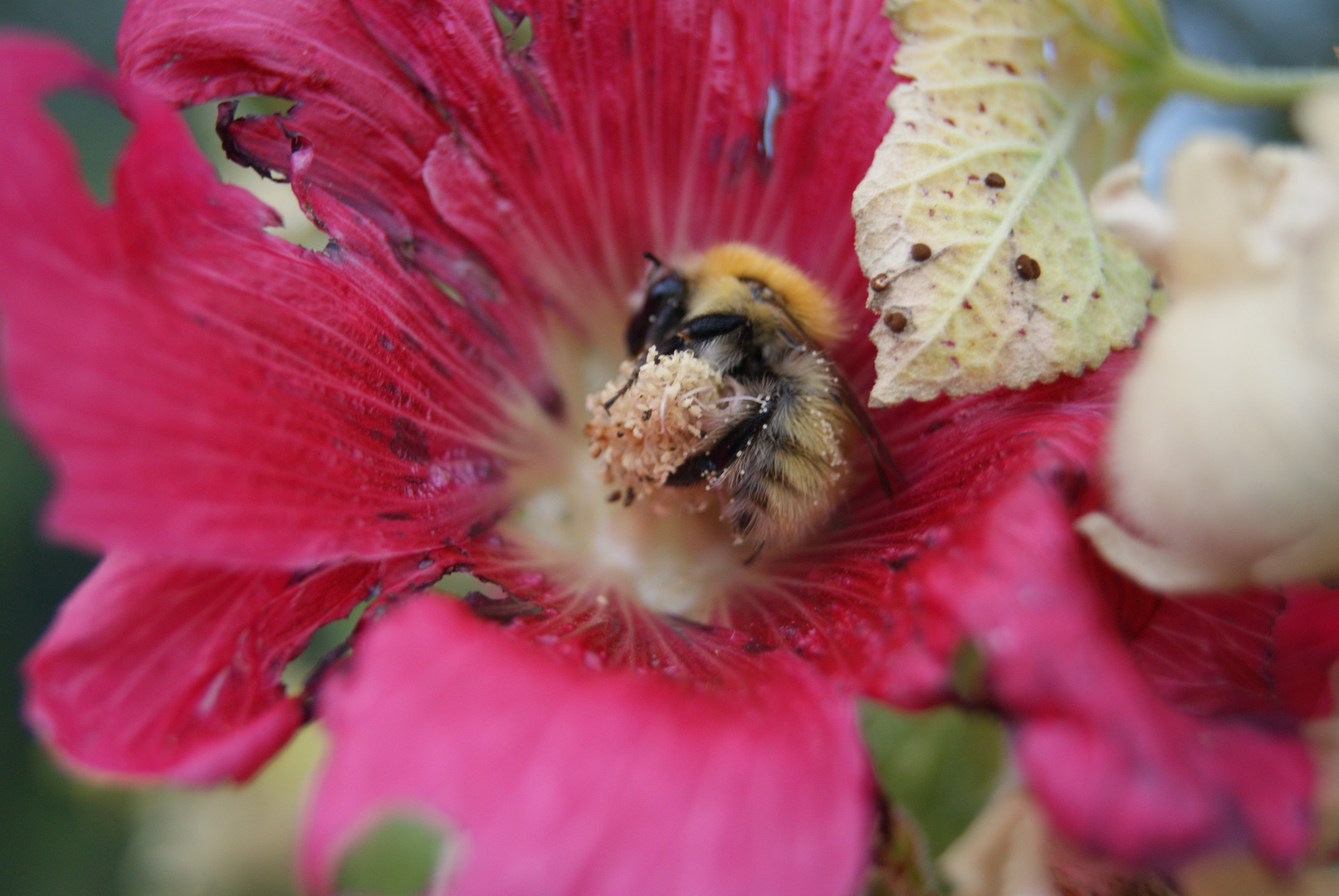 l'abeille gourmande