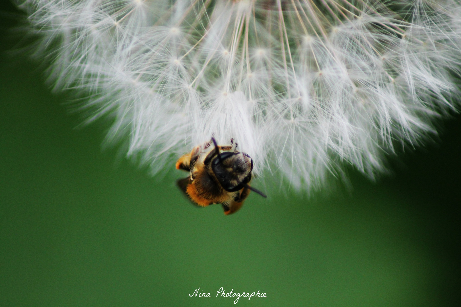 L'abeille perdue !