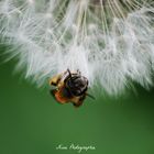 L'abeille perdue !