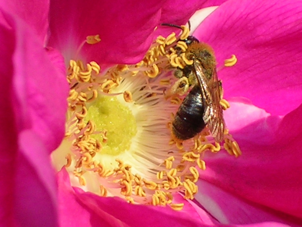 L'abeille qui butine