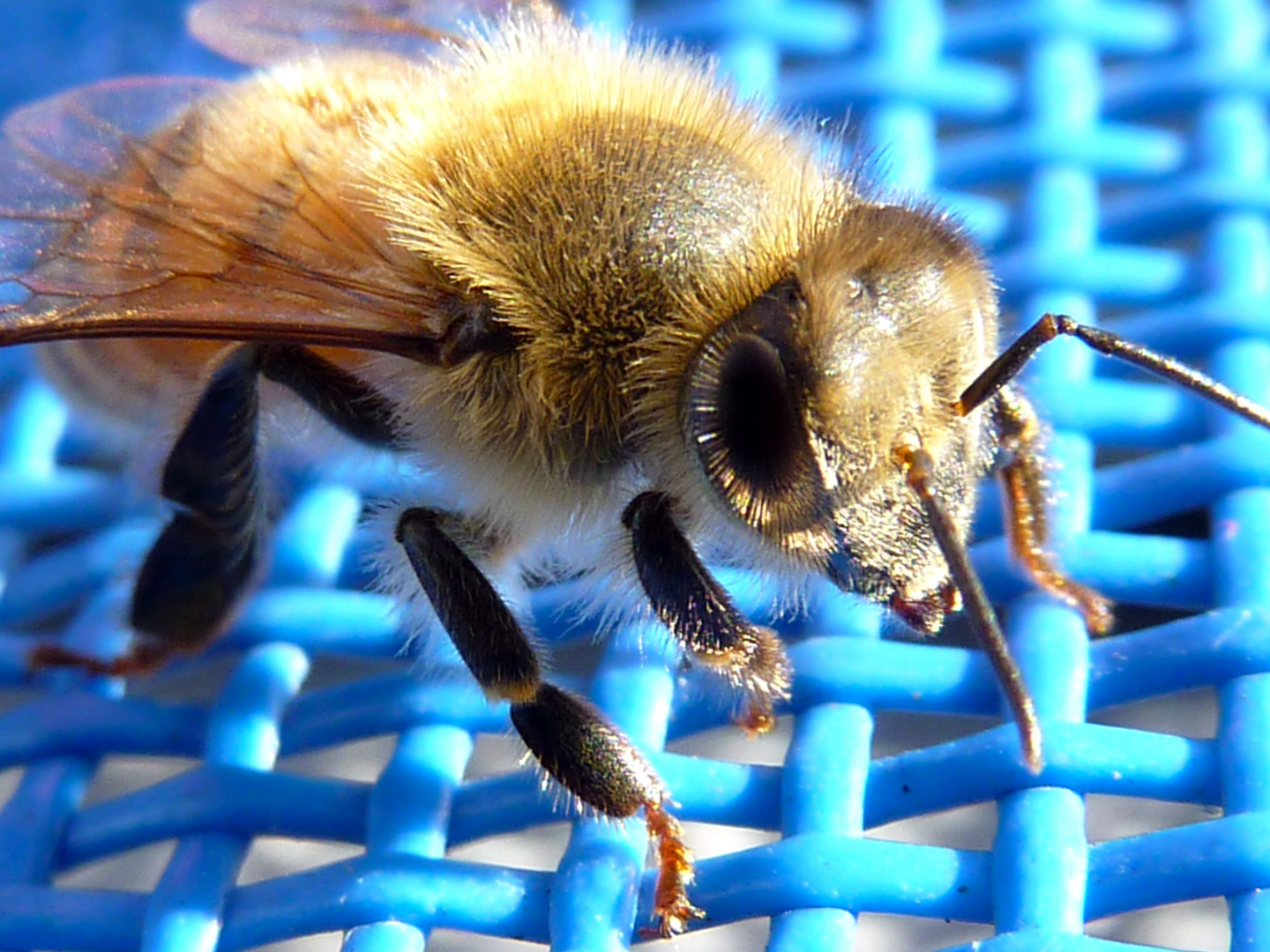 L'abeille se repose