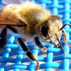 L'abeille se repose