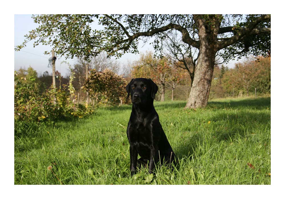 Labi in der Herbstsonne