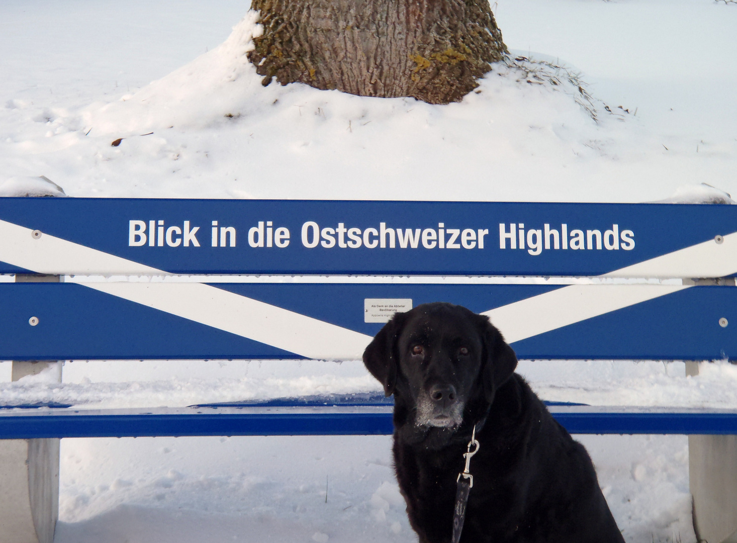 Labi schaut in die Berge