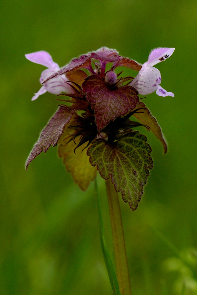 Labiata - Lamium purpureum