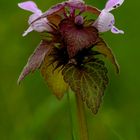 Labiata - Lamium purpureum