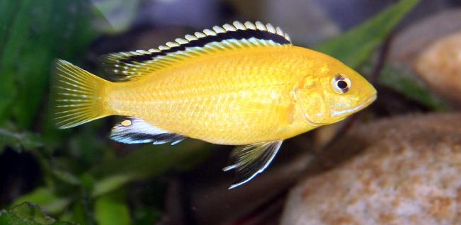 Labidochromis Caeruleus "Yellow"