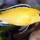 Labidochromis Caeruleus "Yellow"