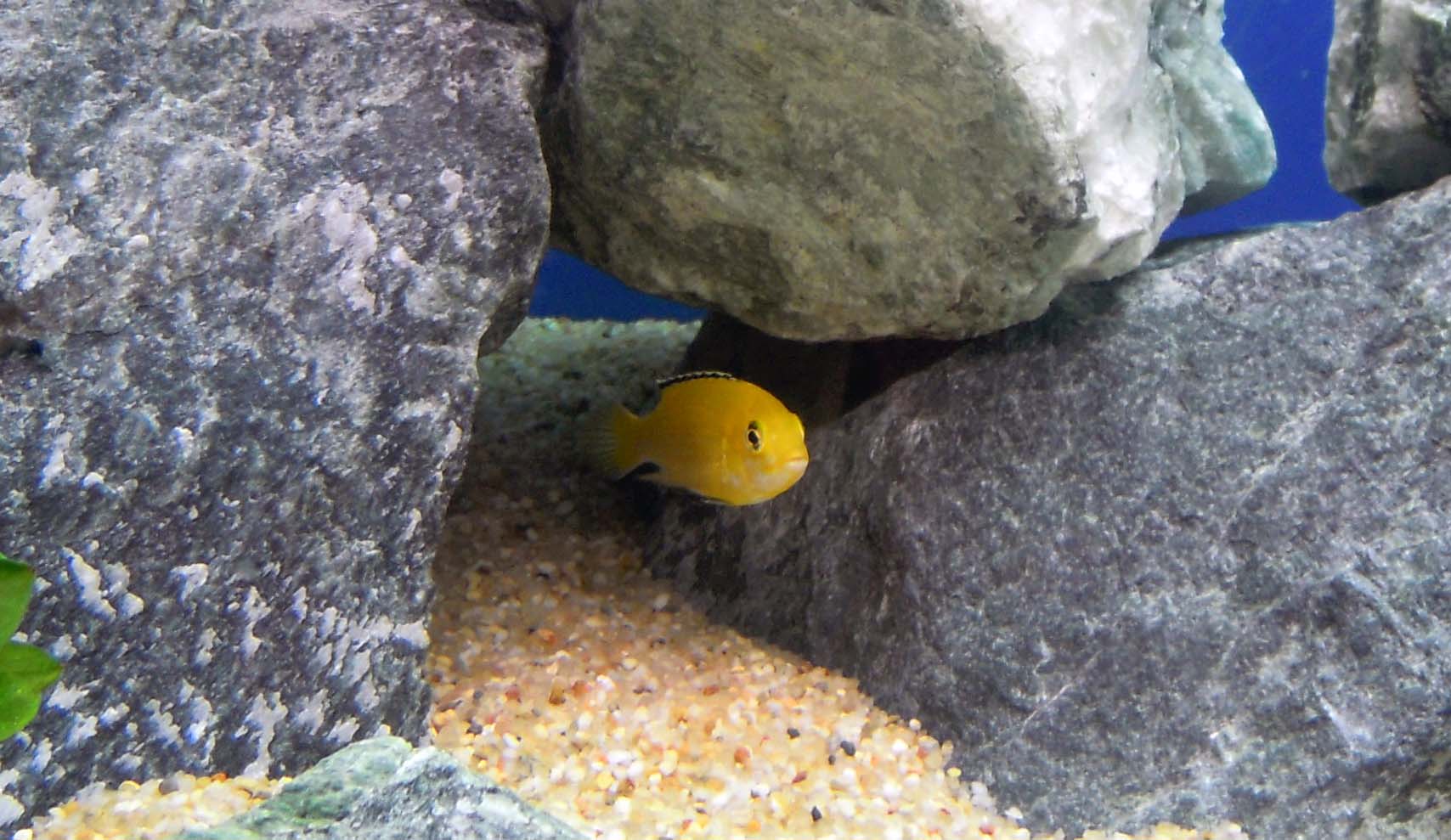 Labidochromis caeruleus "yellow"